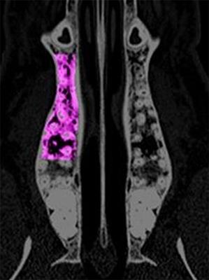 Site-Specific Variations in Bone Mineral Density under Systemic Conditions Inducing Osteoporosis in Minipigs